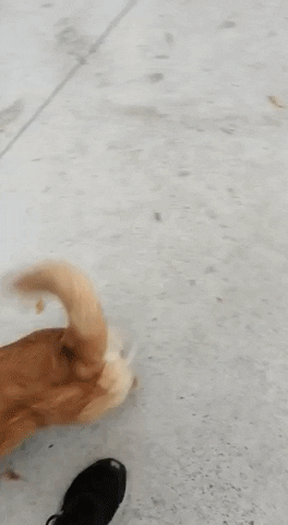 SPCA giphyupload GIF