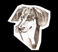 Joy8 dog puppy sketch dachshund GIF