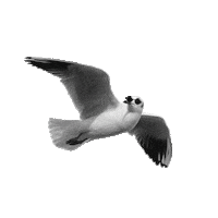 Seagull Moewe Sticker by DEICHBRAND Festival 