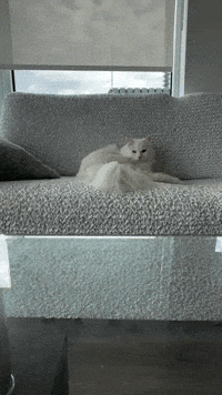 White Cat GIF by mammamiacovers