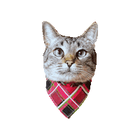 Christmas Cat Sticker by Geekster Pets