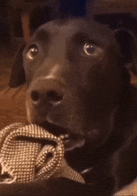 Shocked Uh Oh GIF