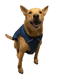 Dog Days Brody Sticker by Chris
