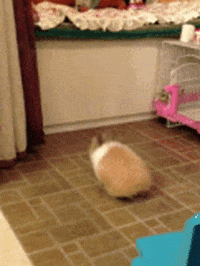 rabbit falling GIF