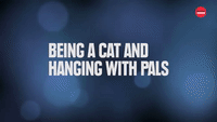 Cat Pals