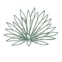 Mezcal Agave Sticker by Santa Sabia Media