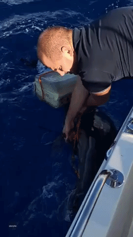 Fisherman Frees Dolphin Tangled in Rope Off Malta Coast