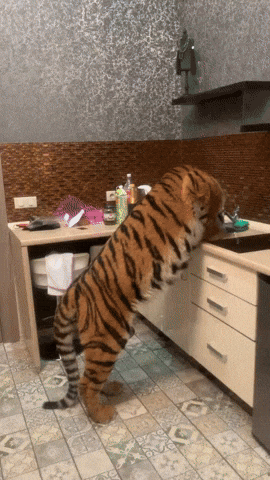 cuteanimalland giphyupload GIF