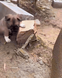 Dog Please GIF by Respective