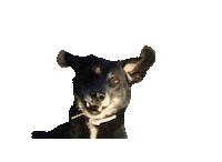 New Post Helping Sticker by helpinganimalsromania