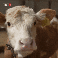 Look No GIF by TRT
