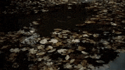 Cabin In The Woods Fall GIF