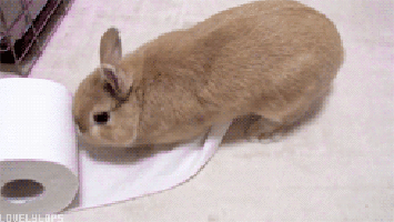 bunny GIF