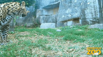 Baby Leopard GIF by Brookfield Zoo