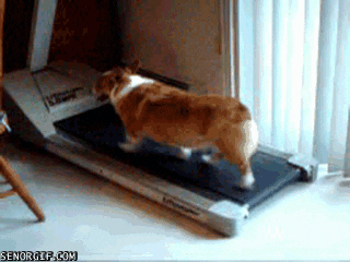 work out dog GIF by Cheezburger