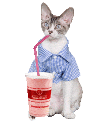 Happy Devon Rex Sticker