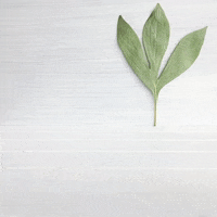 Elephant Running GIF by Claymeleon