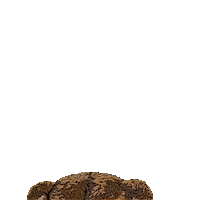 stand up bear Sticker by University of Northern Colorado