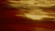 Flower Projections GIF by HNRY FLWR