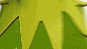 Explode The Muppets GIF by Muppet Wiki