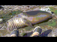 seal elephant hill GIF