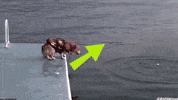 Upvote GIF by Imgur