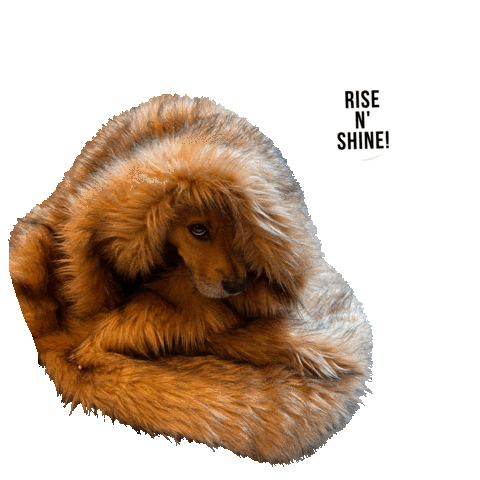 hsbroward puppy dogs sleepy wake up Sticker