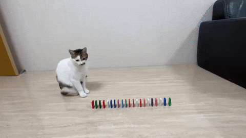 cuteanimalland giphyupload GIF