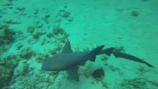 GIF by Dolphin Discovery