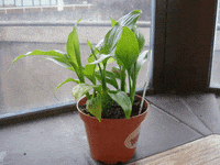 plant GIF