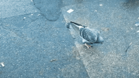 Pigeon Transform GIF