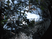 GIF by Canek