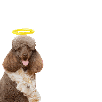 halopetstickers Sticker by Halo Pets