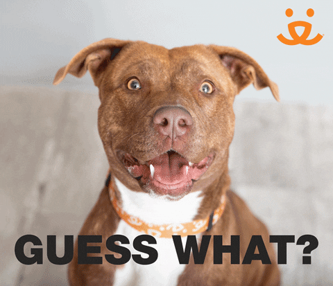 Video gif. A cute pitbull looks at us with an open mouth like it’s talking, and then spreads its mouth into a smile. Text, “Guess what? I love you.”