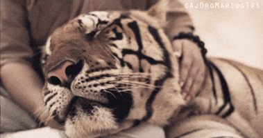 tiger love GIF