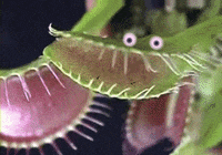 images plants GIF
