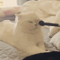officialrivermakeup beauty makeup river rivermakeup GIF