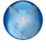 Cat Orb Sticker