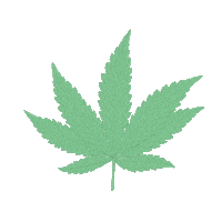 heybudskincare hey bud hey bud skincare heybudskincare Sticker