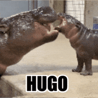 Pygmy Hippo Baby GIF by John Ball Zoo