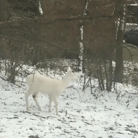 White Christmas! At Least, It Will Be for Albino Deer Spotted in Ohio