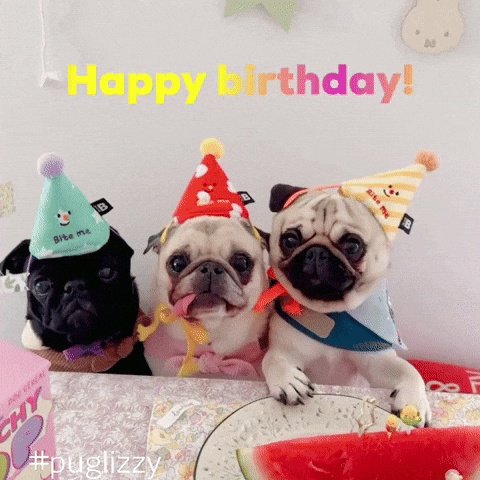 puglizzysg happy birthday pugs dog party puglizzy GIF