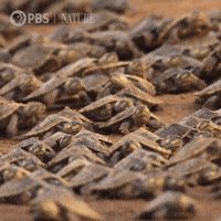 Watch Out Turtle GIF by Nature on PBS