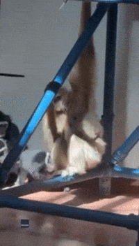Baby Gibbon Hangs Out With Mother at Philadelphia Zoo