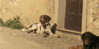 bored dog GIF by Team Coco