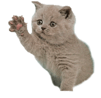 Tiff 100K Pyramid GIF by ABC Network