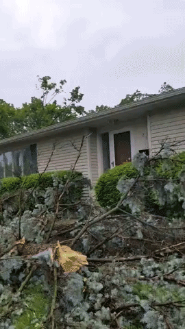 Trees Downed Near Homes After Madison Storm