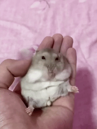 Adorable Hamster