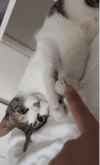 Cat Nu GIF