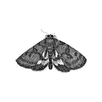 Illustration Drawing Sticker by The Wild Curiosity